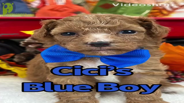 Video preview image #2 Poodle (Miniature) Puppy For Sale in BULLARD, TX, USA