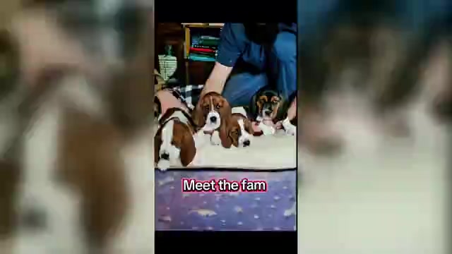 Video preview image #2 Basset Hound Puppy For Sale in ANGIER, NC, USA