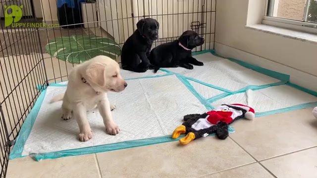 Video preview image #2 Labrador Retriever Puppy For Sale in PALM COAST, FL, USA