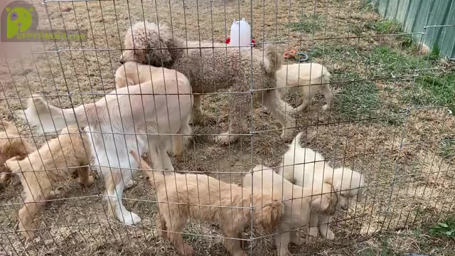 Video preview image #1  Breeder Profile in FYFFE, AL, USA