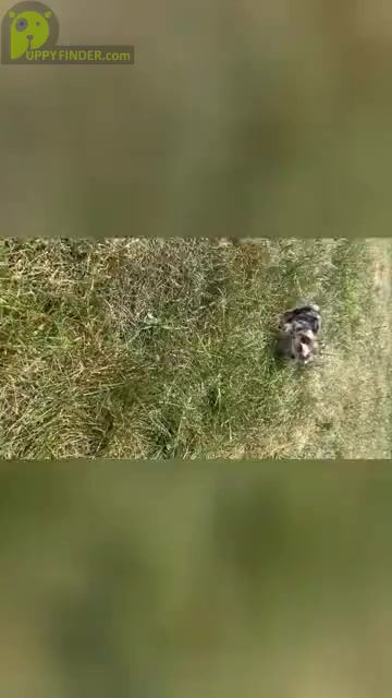 Video preview image #13 Morkie Puppy For Sale in WARSAW, IN, USA