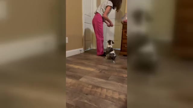 Video preview image #8  Breeder Profile in WESTFIELD, NC, USA