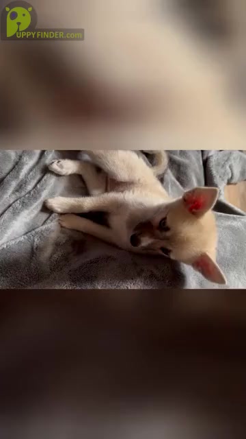 Video preview image #2 Pomsky Puppy For Sale in LOVELAND, CO, USA