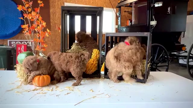 Video preview image #1 Goldendoodle-Poodle (Miniature) Mix Puppy For Sale in WAKARUSA, IN, USA