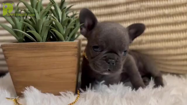 Video preview image #3 French Bulldog Puppy For Sale in SLIDELL, LA, USA