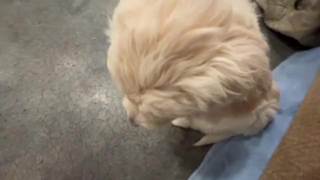 Video preview image #2  Breeder Profile in MILLERSVILLE, MD, USA