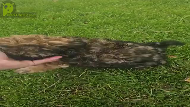 Video preview image #6  Breeder Profile in NEENAH, WI, USA