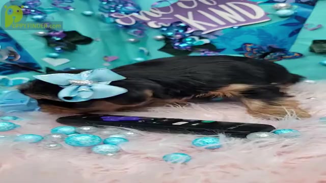 Video preview image #3  Breeder Profile in HARKER HEIGHTS, TX, USA