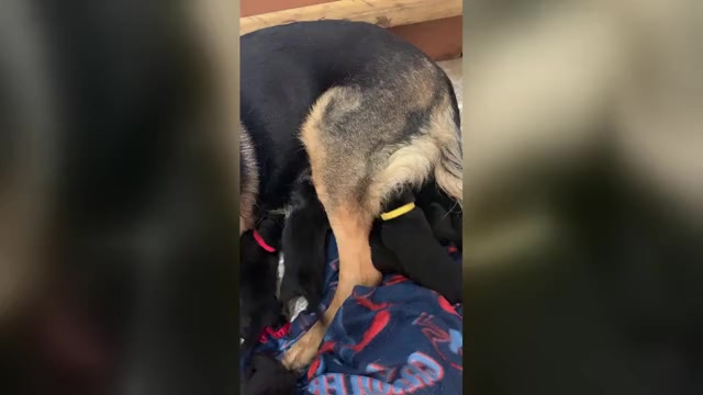 Video preview image #2 German Shepherd Dog Puppy For Sale in BOKOSHE, OK, USA