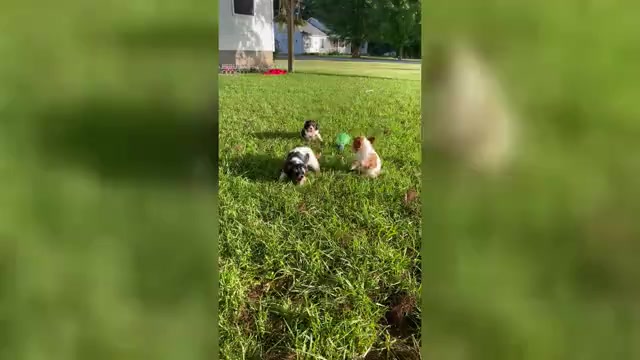 Video preview image #1 Cavalier King Charles Spaniel Puppy For Sale in MOUNT PLEASANT, MI, USA