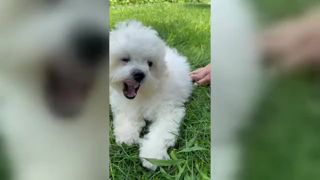 Video preview image #1 Zuchon Puppy For Sale in FAIRBANK, IA, USA