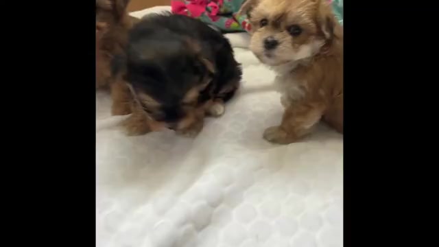 Video preview image #1 Morkie Puppy For Sale in ROCK STREAM, NY, USA