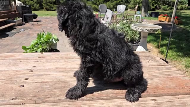 Video preview image #2 Goldendoodle Puppy For Sale in LEON, KS, USA
