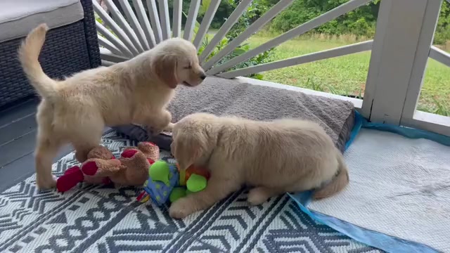 Video preview image #1 Golden Retriever Puppy For Sale in FAIR PLAY, SC, USA