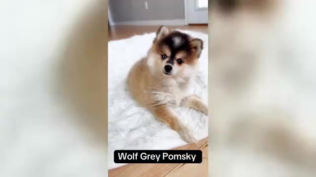 Video preview image #1 Pomsky Puppy For Sale in KANSAS CITY, MO, USA