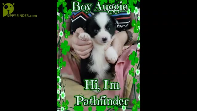 Video preview image #1 Australian Shepherd-Pembroke Welsh Corgi Mix Puppy For Sale in GALLEGOS, NM, USA