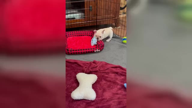 Video preview image #1 French Bulldog Puppy For Sale in WILLIAMSVILLE, MO, USA