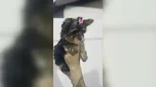 Video preview image #1 Yorkshire Terrier Puppy For Sale in SEFFNER, FL, USA
