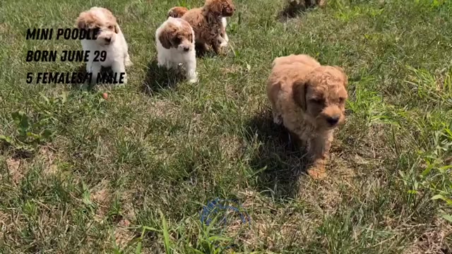 Video preview image #3 Poodle (Miniature) Puppy For Sale in GOSHEN, IN, USA