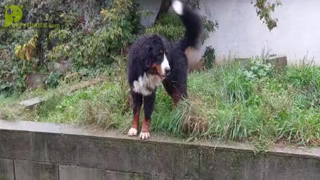 Video preview image #4 Bernese Mountain Dog Puppy For Sale in Hatvan, Heves, Hungary