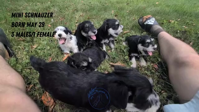 Video preview image #6 Schnauzer (Miniature) Puppy For Sale in GOSHEN, IN, USA