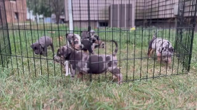 Video preview image #1 Catahoula Leopard Dog Puppy For Sale in BUSHNELL, IL, USA