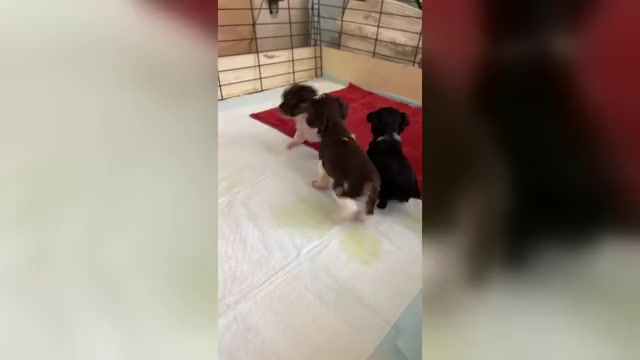 Video preview image #2 Yorkshire Terrier Puppy For Sale in ROCKFORD, IL, USA