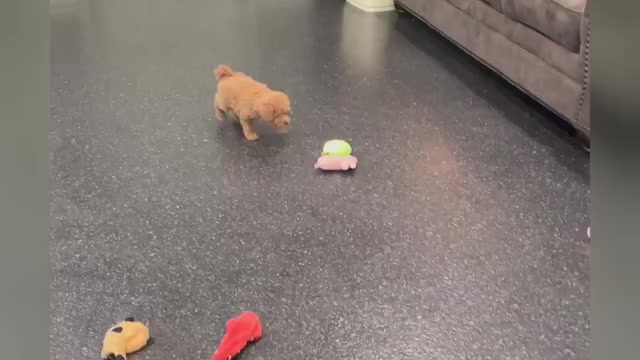 Video preview image #1 Maltipoo Puppy For Sale in WARSAW, IN, USA