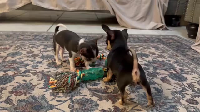 Video preview image #5 Chihuahua Puppy For Sale in TIJERAS, NM, USA