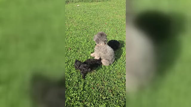 Video preview image #4 Whoodle (Miniature) Puppy For Sale in KATY, TX, USA