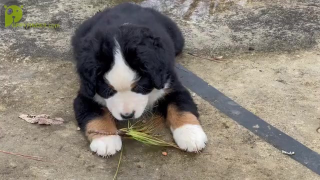 Video preview image #1 Bernese Mountain Dog Puppy For Sale in SCOTTSBORO, AL, USA