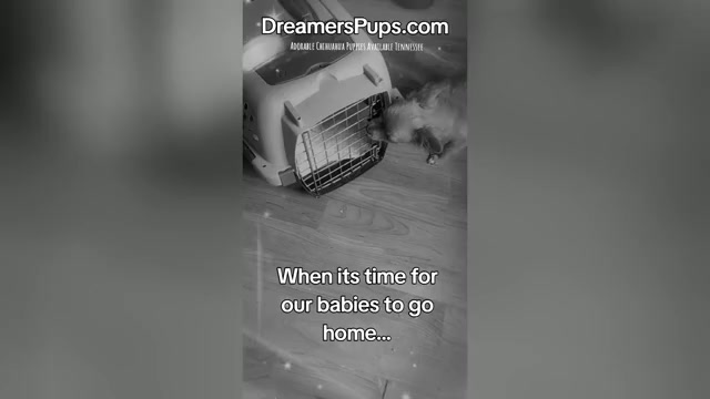 Video preview image #37  Breeder Profile in ADAMSVILLE, TN, USA