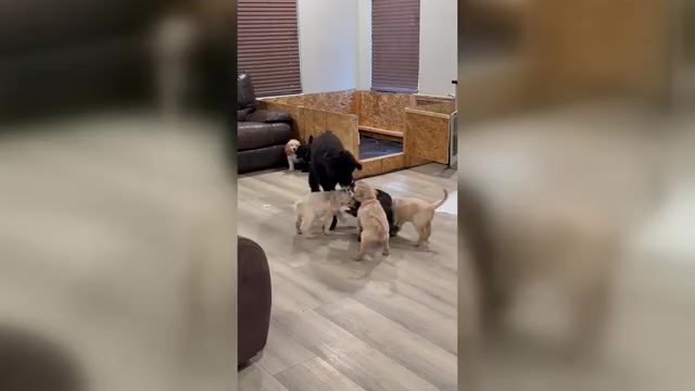 Video preview image #1 Goldendoodle Puppy For Sale in MARICOPA, AZ, USA