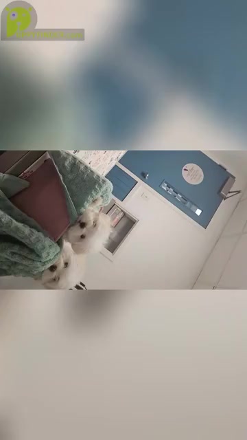 Video preview image #1 Maltese Puppy For Sale in ALTAMONTE SPRINGS, FL, USA