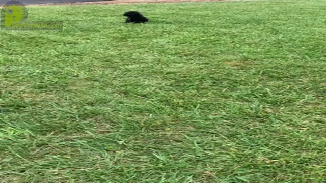 Video preview image #13 Poodle (Miniature) Puppy For Sale in WARSAW, IN, USA