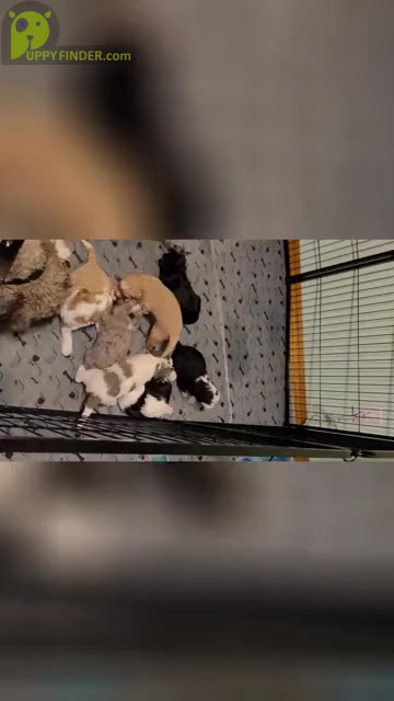 Video preview image #2  Breeder Profile in PASCO, WA, USA
