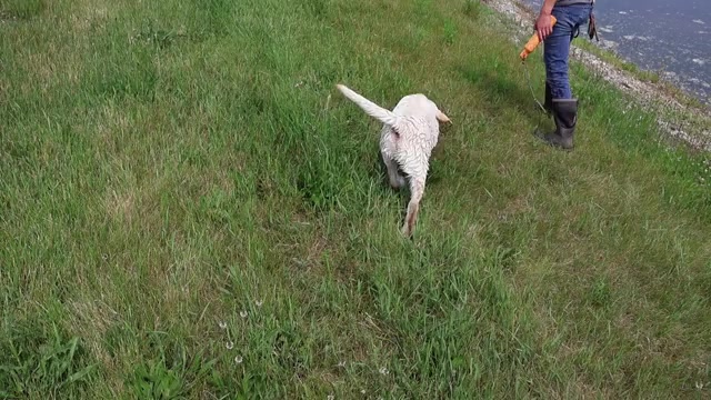 Video preview image #1 Labrador Retriever Puppy For Sale in SYRACUSE, IN, USA