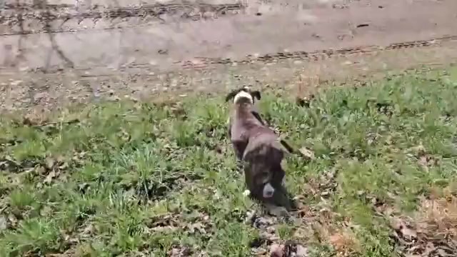 Video preview image #1 Alapaha Blue Blood Bulldog Puppy For Sale in SHELOCTA, PA, USA