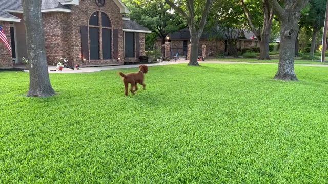 Video preview image #1  Breeder Profile in RED OAK, TX, USA