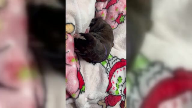 Video preview image #1 Boxer Puppy For Sale in RALEIGH, NC, USA