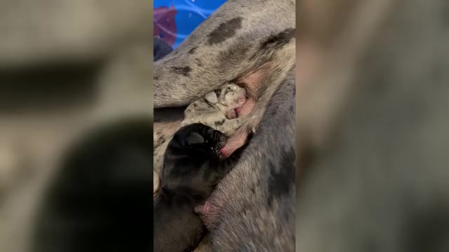 Video preview image #1 Great Dane Puppy For Sale in POMEROY, OH, USA