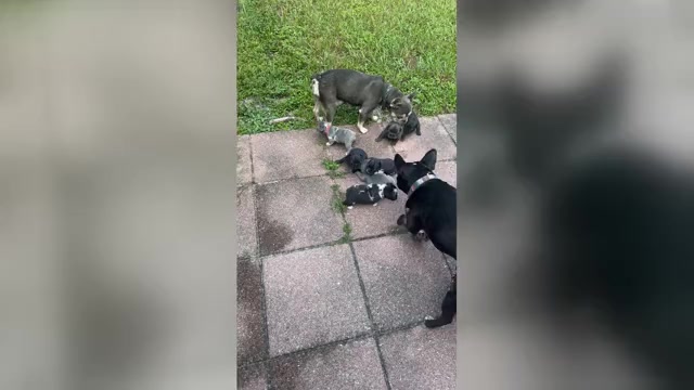 Video preview image #1 French Bulldog Puppy For Sale in LUTZ, FL, USA