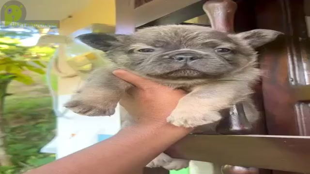 Video preview image #2 French Bulldog Puppy For Sale in SALT LAKE CITY, UT, USA