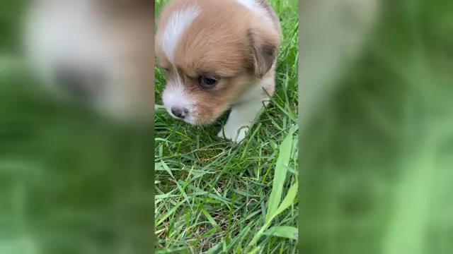 Video preview image #1 Shorgi Puppy For Sale in FAIRBANK, IA, USA
