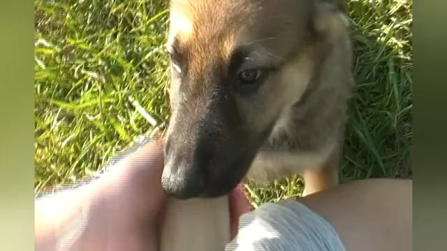Video preview image #1 German Shepherd Dog Puppy For Sale in PIEDMONT, MO, USA