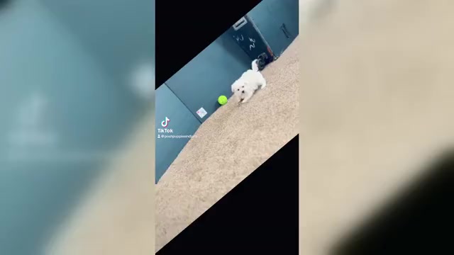 Video preview image #1 Maltese Puppy For Sale in WARSAW, IN, USA