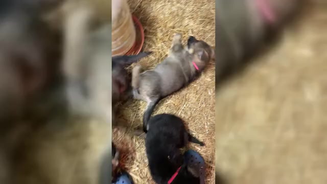 Video preview image #1 German Shepherd Dog Puppy For Sale in MADISON HEIGHTS, VA, USA