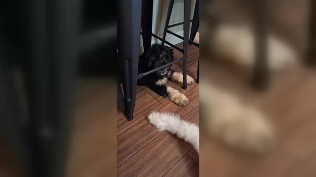 Video preview image #2 Bernedoodle (Miniature) Puppy For Sale in NARVON, PA, USA