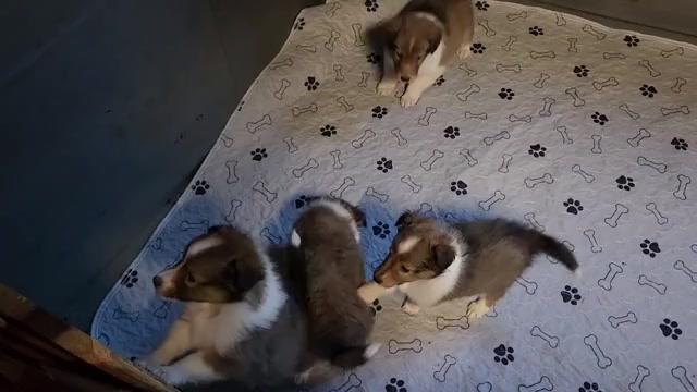 Video preview image #2 Shetland Sheepdog Puppy For Sale in SOLON, ME, USA