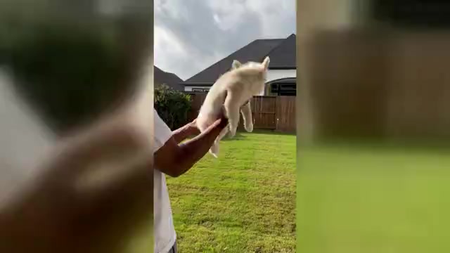 Video preview image #1 French Bulldog Puppy For Sale in IOWA COLONY, TX, USA